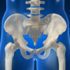 The-Hip-Symposium-Clinical-Medicine-Functional-Science-and-Applications-of-the-Hip-and-Trunk-By-Shane-Nho-free-download