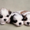 Posing-For-Puppies-By-Kelly-Brown-free-download